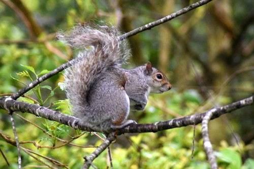 Eastern Gray Squirrel photographed in Delaware