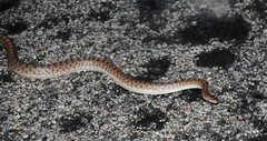 Arizona elegans eburnata