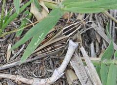 Dichroplus pratensis