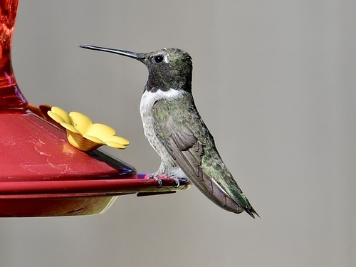 Black-chinned Hummingbird observed by tim-springer