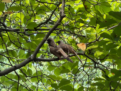 Masked Laughingthrush