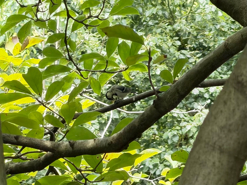 Asian Tit