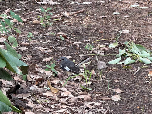 Oriental Magpie-Robin