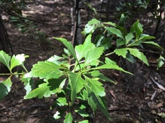 Phyllocladus aspleniifolius