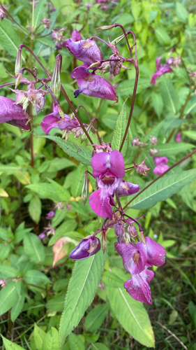 Himalayan balsam