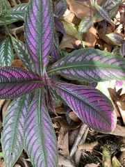 Strobilanthes auriculata