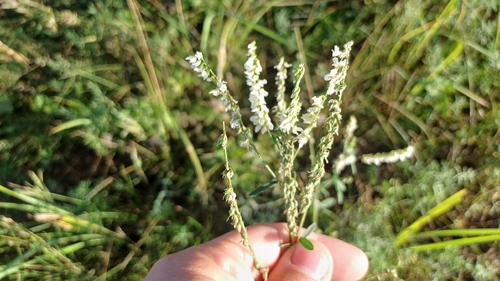 White Sweetclover