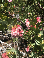 Arctostaphylos pringlei drupacea