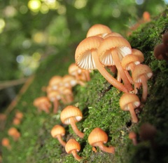 Mycena parsonsii