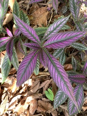 Strobilanthes auriculata