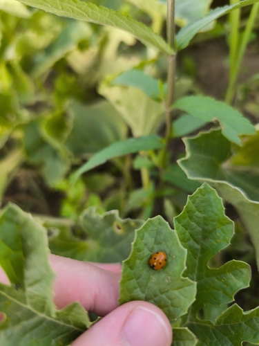 Seven-spotted Lady Beetle