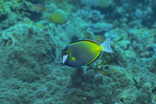 Acanthurus japonicus observed 2026-08-05