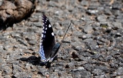 Charaxes guderiana