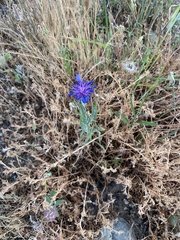 Centaurea cyanus