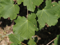 Acer opalus, photograph (c) Louis Aureglia, some rights reserved (CC BY)