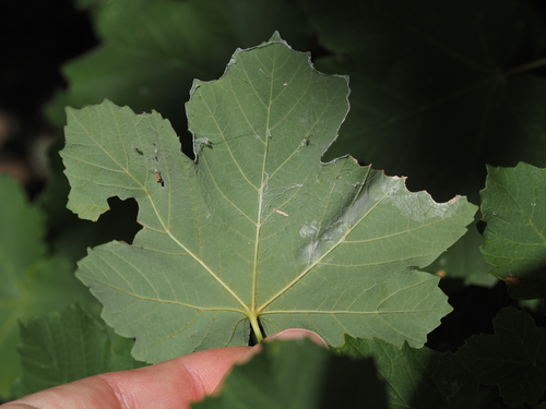 Acer opalus, photograph 5