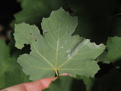 Acer opalus, photograph (c) Louis Aureglia, some rights reserved (CC BY)