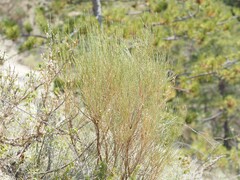 (c) Louis Aureglia, some rights reserved (CC BY) Genista cinerea, photograph (c) Louis Aureglia, some rights reserved (CC BY)