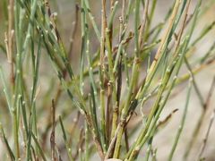 (c) Louis Aureglia, some rights reserved (CC BY) Genista cinerea, photograph (c) Louis Aureglia, some rights reserved (CC BY)