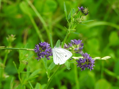 Green-veined White
