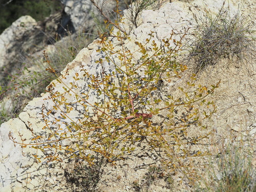 Laserpitium gallicum, photograph 5