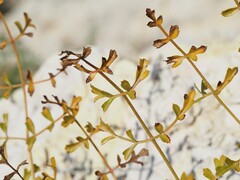 Laserpitium gallicum, photograph (c) Louis Aureglia, some rights reserved (CC BY)