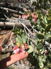 Arctostaphylos pringlei drupacea