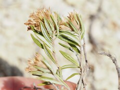 Teucrium montanum, photograph (c) Louis Aureglia, some rights reserved (CC BY)