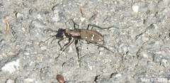 Cicindela gemmata