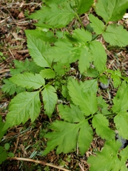 Osmorhiza purpurea