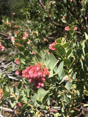 Arctostaphylos pringlei drupacea