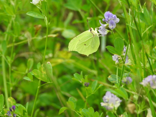 Common Brimstone
