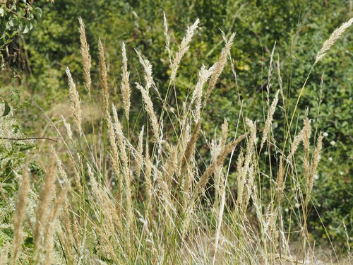 Achnatherum calamagrostis, photograph 5