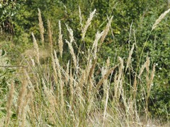 Achnatherum calamagrostis, photograph (c) Louis Aureglia, some rights reserved (CC BY)