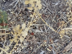 Dasymutilla sicheliana