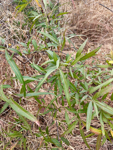african sumac