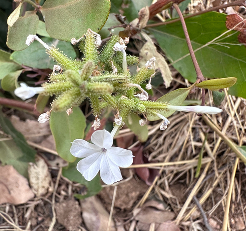 wild leadwort