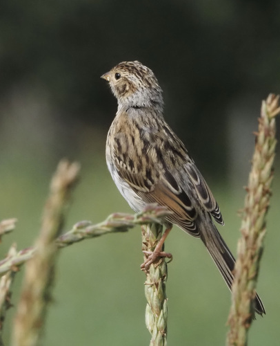 Clay-colored Sparrow