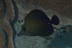 Zebrasoma scopas