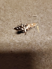 Nomophilini