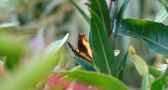 Eurytela dryope