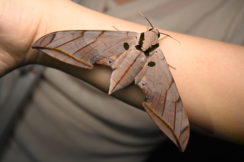 Violet Gliding Hawkmoth