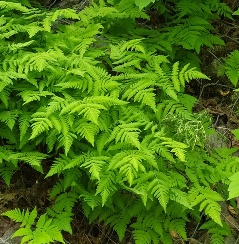 Наблюдение на iNaturalist