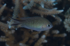 Chromis ternatensis