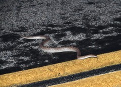 Arizona elegans eburnata