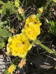 author not stated, no rights reserved Opuntia austrina, photograph author not stated, no rights reserved