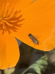 Eschscholzia californica