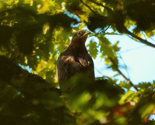 European Honey-buzzard