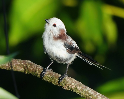 Long-tailed Tit