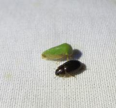 Ophiderma evelyna